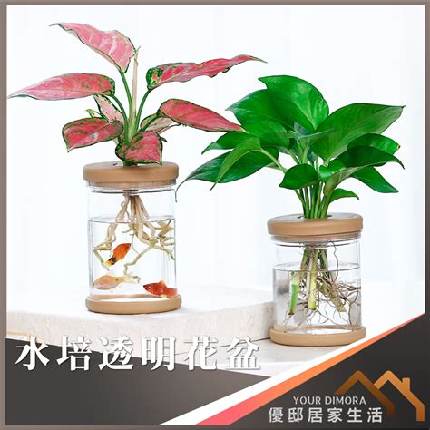 水生植物盆栽養魚|水芙蓉怎麼養？水芙蓉的好處、壞處&繁殖攻略 – 新鮮。